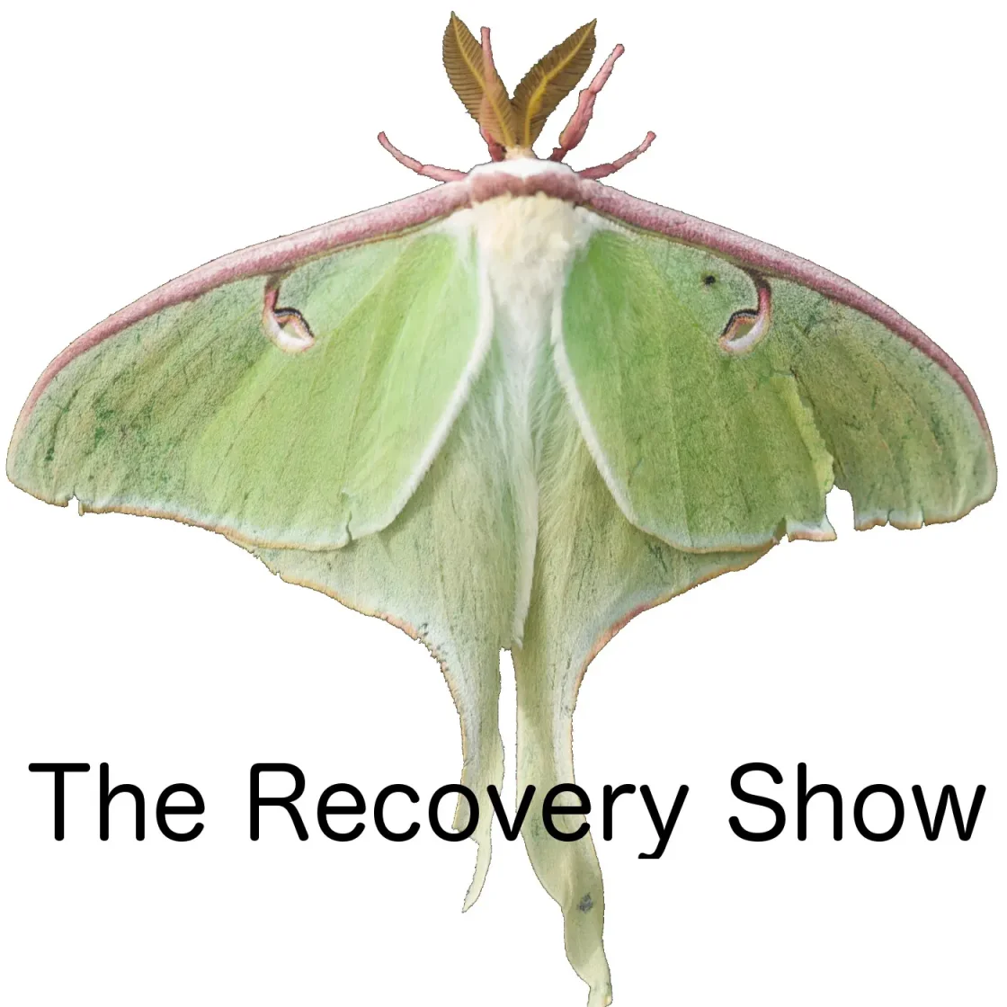 The Recovery Show » Finding serenity through 12 step recovery in Al-Anon – a podcast